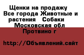 Щенки на продажу - Все города Животные и растения » Собаки   . Московская обл.,Протвино г.